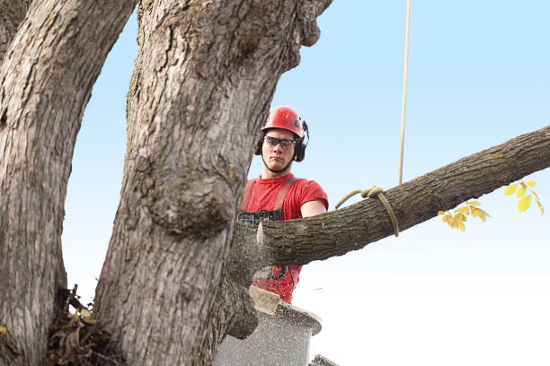 Best Tree Cabling and Bracing  in Plainfield, NJ